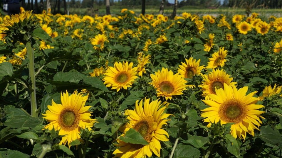 2025 Tzu Chi Great Love Garden Sunflower Season – Tzu Chi Canada